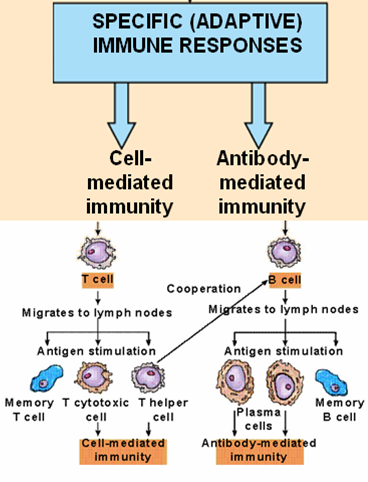 immune defence